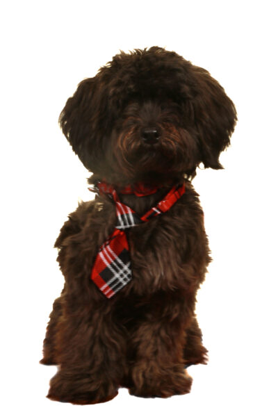 photo of Wilbur, school dog